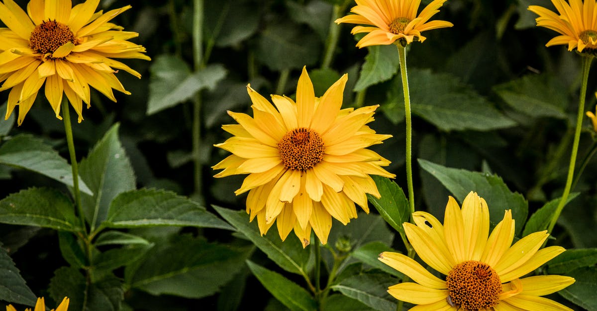 Graminae pollen in Thailand - Perennial Sunflowers in Bloom Graminae pollen in Thailand - Perennial Sunflowers in Bloom