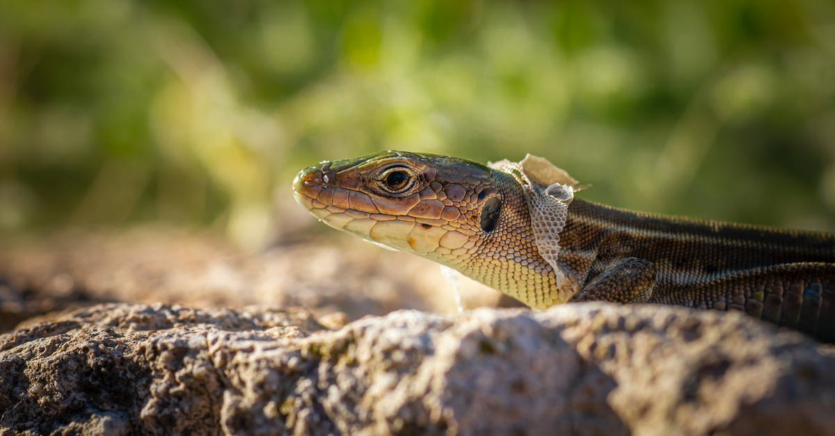 Greece Schengen Visa for Seaman [closed] - Close Up Shot of a Lizard Shedding Skin