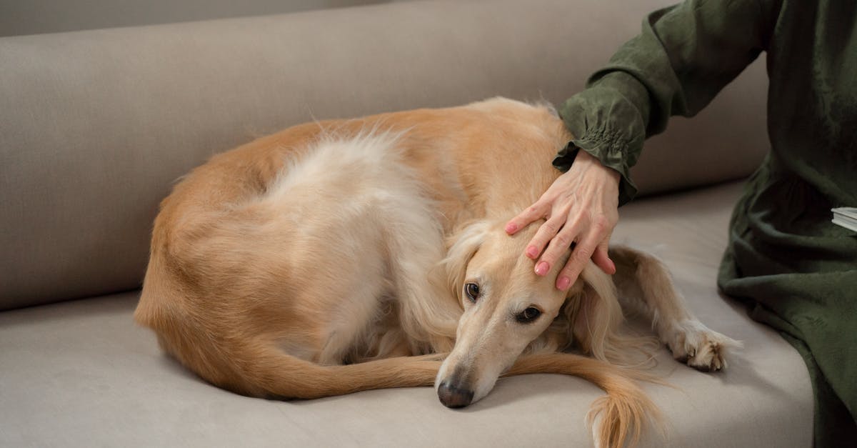 Greyhound bus ticket (print at home) - Woman Hand Petting Greyhound Dog Laying Curled up on Sofa Greyhound bus ticket (print at home) - Woman Hand Petting Greyhound Dog Laying Curled up on Sofa