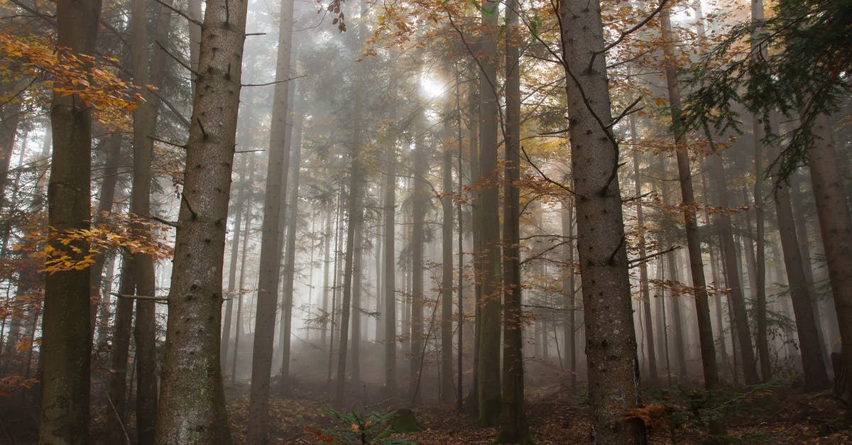 Have I been “Required to leave the UK”? - Trees Surrounded by Fogs Have I been “Required to leave the UK”? - Trees Surrounded by Fogs