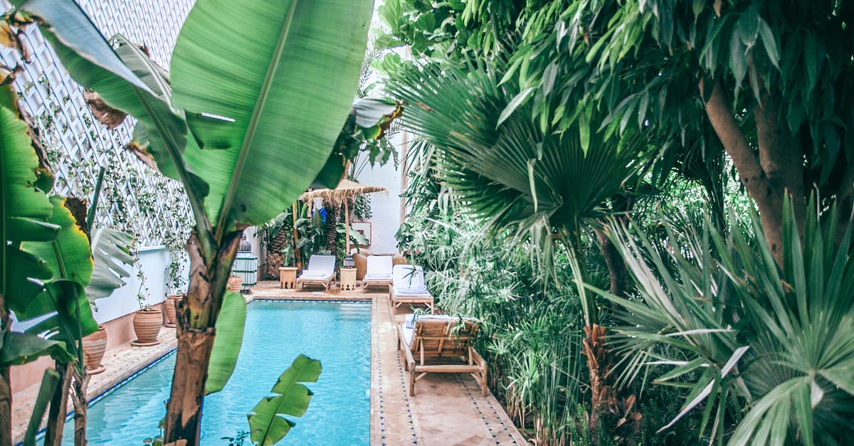 Hotel Pool FAQ and Etiquette - Green tropical plants with lush foliage growing around swimming pool at terrace of hotel Hotel Pool FAQ and Etiquette - Green tropical plants with lush foliage growing around swimming pool at terrace of hotel
