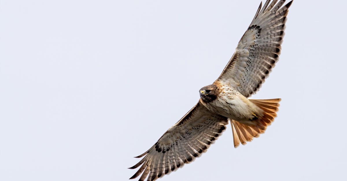 How big can a "personal item" be on an Asiana flight - From below of big attentive carnivorous bird with ornamental wings soaring on white background How big can a "personal item" be on an Asiana flight - From below of big attentive carnivorous bird with ornamental wings soaring on white background