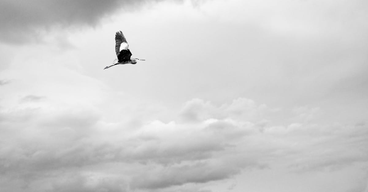 How big can a "personal item" be on an Asiana flight - Black and white of stork wild bird flying alone under cloudy gray sky in gloomy day How big can a "personal item" be on an Asiana flight - Black and white of stork wild bird flying alone under cloudy gray sky in gloomy day
