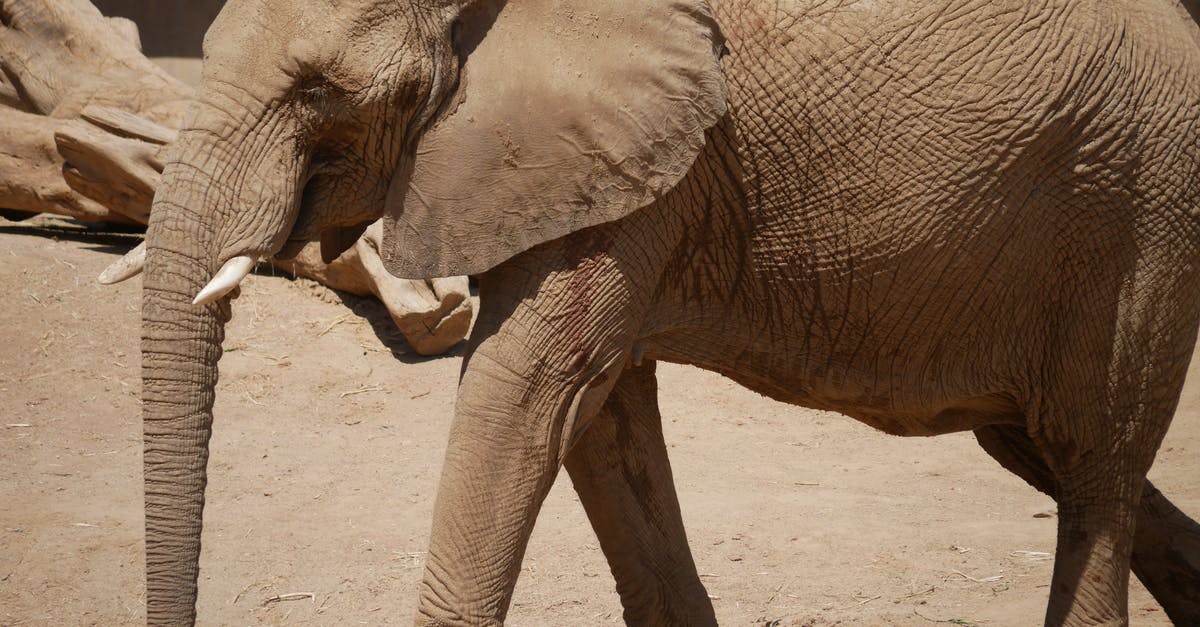 How big is CBP's jurisdiction? - Brown Elephant Walking on Brown Sand How big is CBP's jurisdiction? - Brown Elephant Walking on Brown Sand