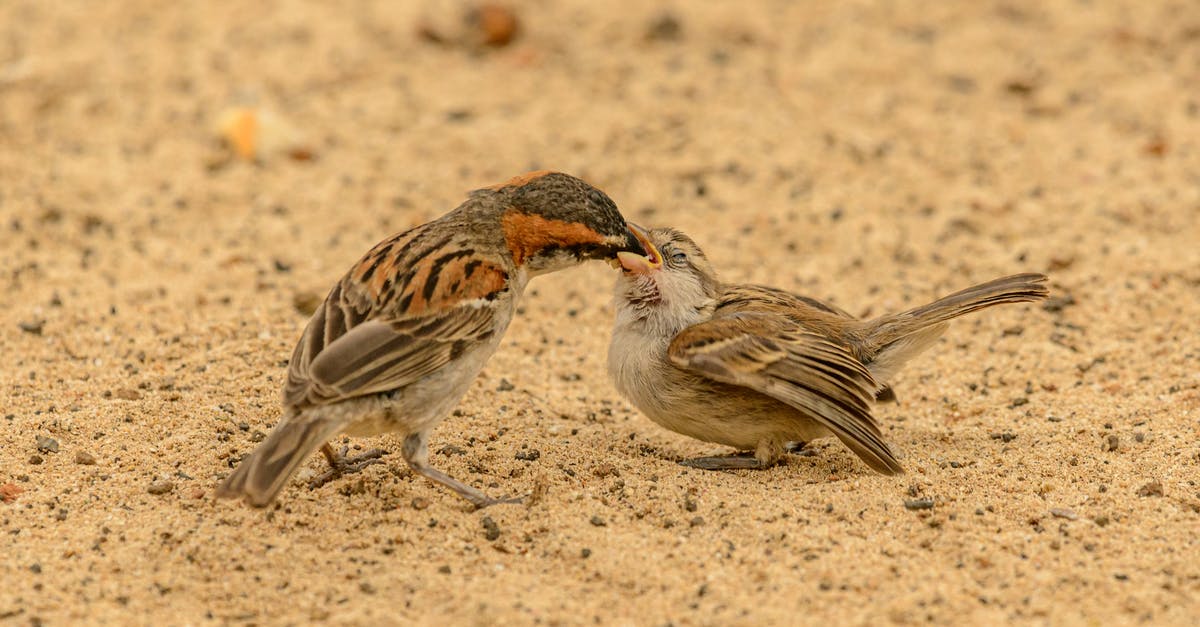 How can a kid fly with one parent and return with the other? - Female sparrow feeding baby bird on sand How can a kid fly with one parent and return with the other? - Female sparrow feeding baby bird on sand
