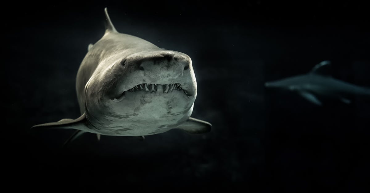 How can anyone dare to swim in the ocean/sea-facing beaches with the shark risk? [closed] - Selective Photo of Gray Shark