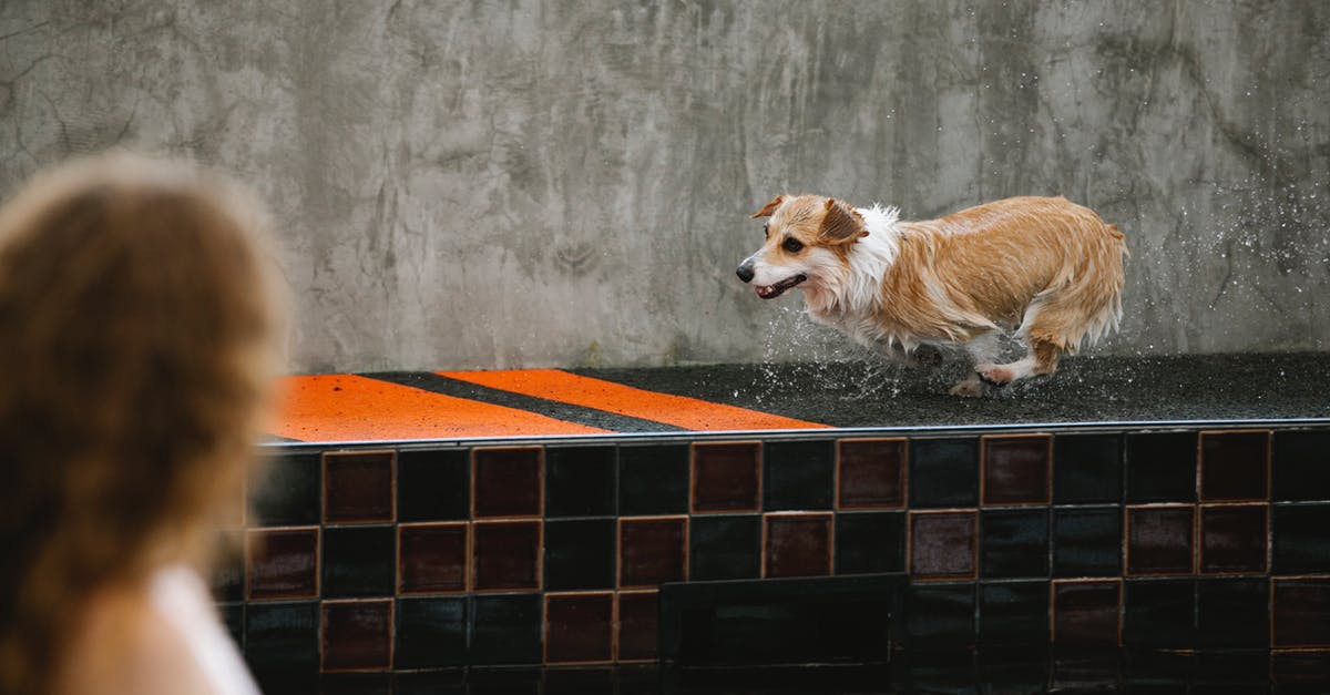 How can I determine the carry-on size / weight limits and restrictions for a US domestic flight? - Unrecognizable woman against wet dog running on poolside How can I determine the carry-on size / weight limits and restrictions for a US domestic flight? - Unrecognizable woman against wet dog running on poolside