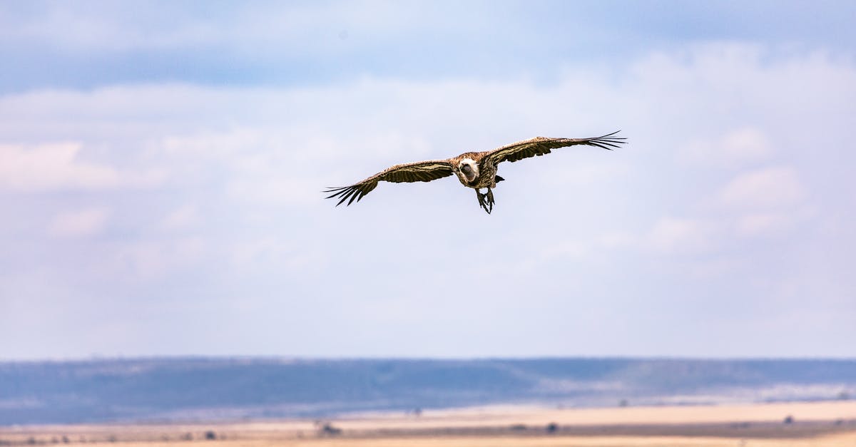 How can I find out if my flight crosses dangerous territories? - Vulture flying over meadow in nature How can I find out if my flight crosses dangerous territories? - Vulture flying over meadow in nature