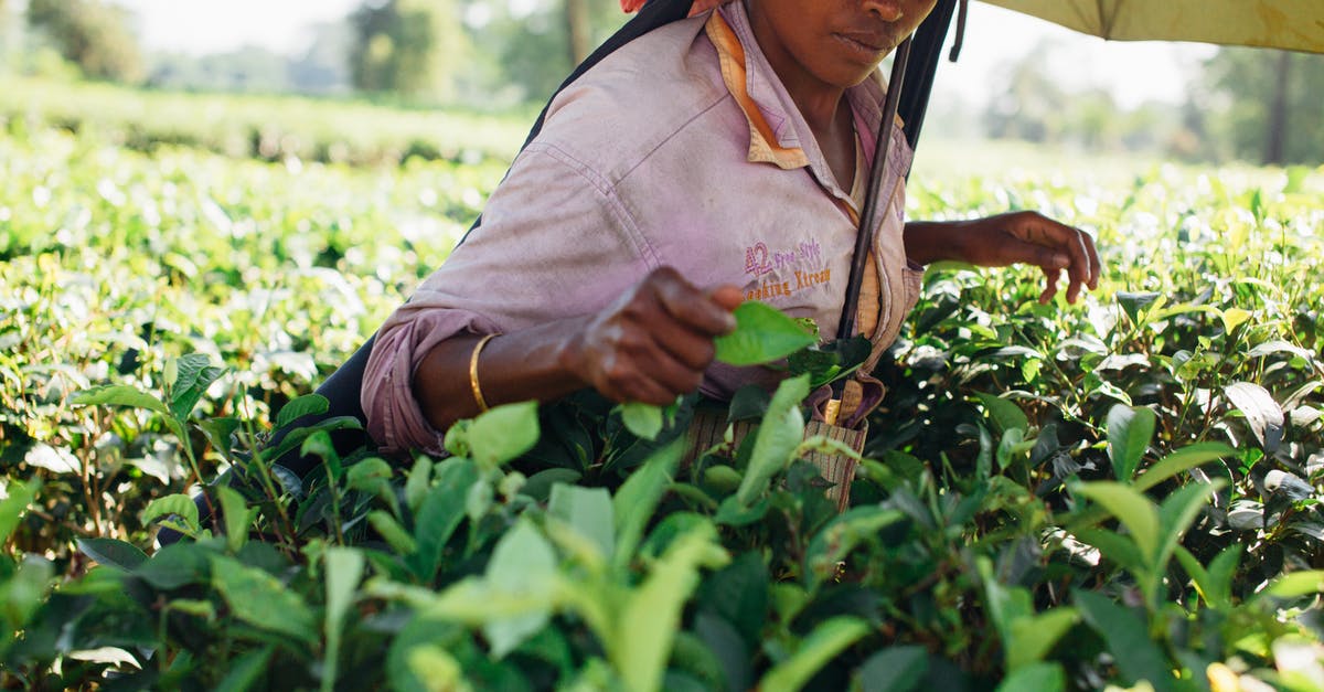 How can I register in IRCTC without ISD field when residing in INDIA - Woman Picking Tea Leaves