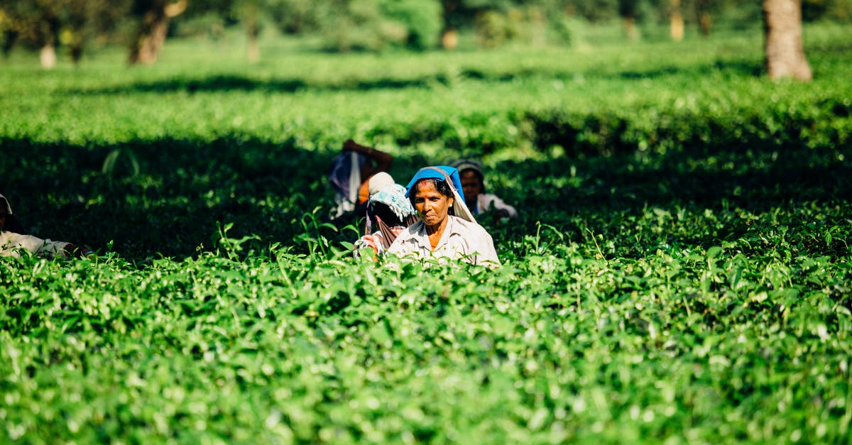 How can I register in IRCTC without ISD field when residing in INDIA - Photo of People on a Cropland