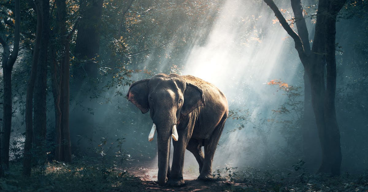 How can I reserve to see sunrise at Haleakalā, if the federal gov't shutdown is hindering online reservations? - View of Elephant in Water How can I reserve to see sunrise at Haleakalā, if the federal gov't shutdown is hindering online reservations? - View of Elephant in Water