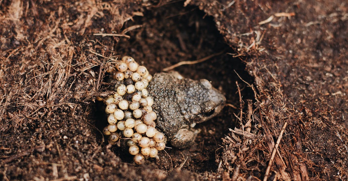 How common are campground bans on single travellers? - From above of male Midwife toad frog or Alytes obstetricans with fertilized eggs on back sitting on ground in nature How common are campground bans on single travellers? - From above of male Midwife toad frog or Alytes obstetricans with fertilized eggs on back sitting on ground in nature
