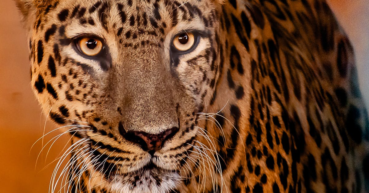 How dangerous is Bratislava for pedestrians? - Brown and Black Leopard in Close Up Photography How dangerous is Bratislava for pedestrians? - Brown and Black Leopard in Close Up Photography