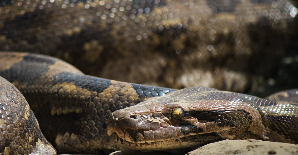 How dangerous is Bratislava for pedestrians? - Free stock photo of python, snake How dangerous is Bratislava for pedestrians? - Free stock photo of python, snake
