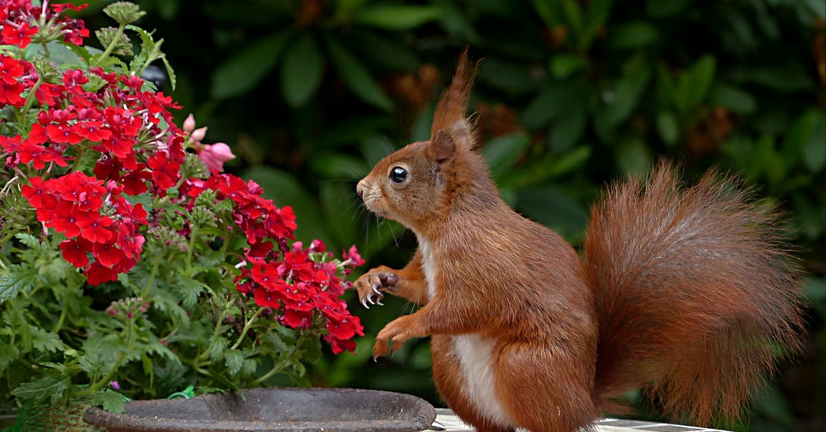 How do I convey that I'm ready to pay my tab in Greece? - Red Squirrel on Brown Table Top How do I convey that I'm ready to pay my tab in Greece? - Red Squirrel on Brown Table Top