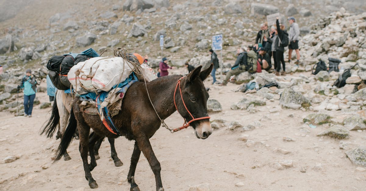 How do I find out what areas to avoid to minimize an attack like the murders of the hikers Jespersen and Ueland in Morocco? - Brown Donkey Carrying Heavy Loads How do I find out what areas to avoid to minimize an attack like the murders of the hikers Jespersen and Ueland in Morocco? - Brown Donkey Carrying Heavy Loads