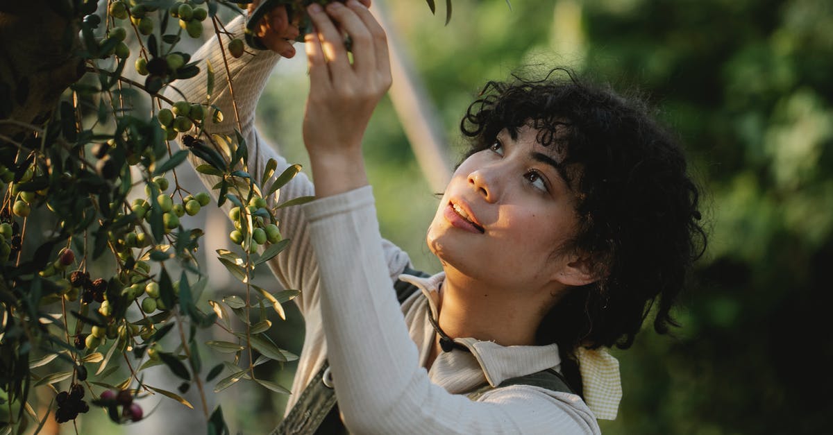 How do I know if the visa is ready for pick up? - Ethnic farmer picking olives from tree on plantation How do I know if the visa is ready for pick up? - Ethnic farmer picking olives from tree on plantation