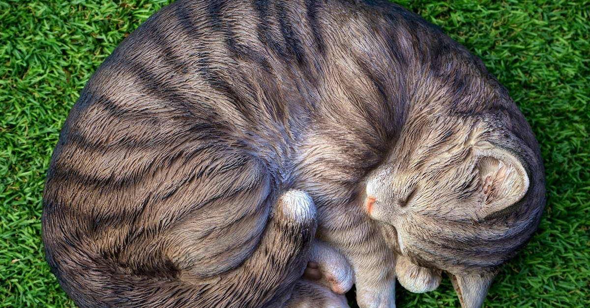 How do I prevent my head from drooping while trying to sleep on a plane? - Cat Lying on Green Grass How do I prevent my head from drooping while trying to sleep on a plane? - Cat Lying on Green Grass