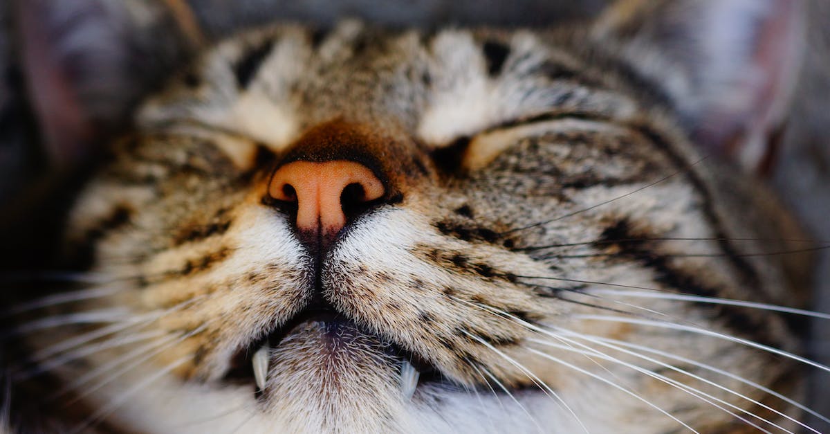 How do I prevent my head from drooping while trying to sleep on a plane? - Close Up Photo of Cat How do I prevent my head from drooping while trying to sleep on a plane? - Close Up Photo of Cat