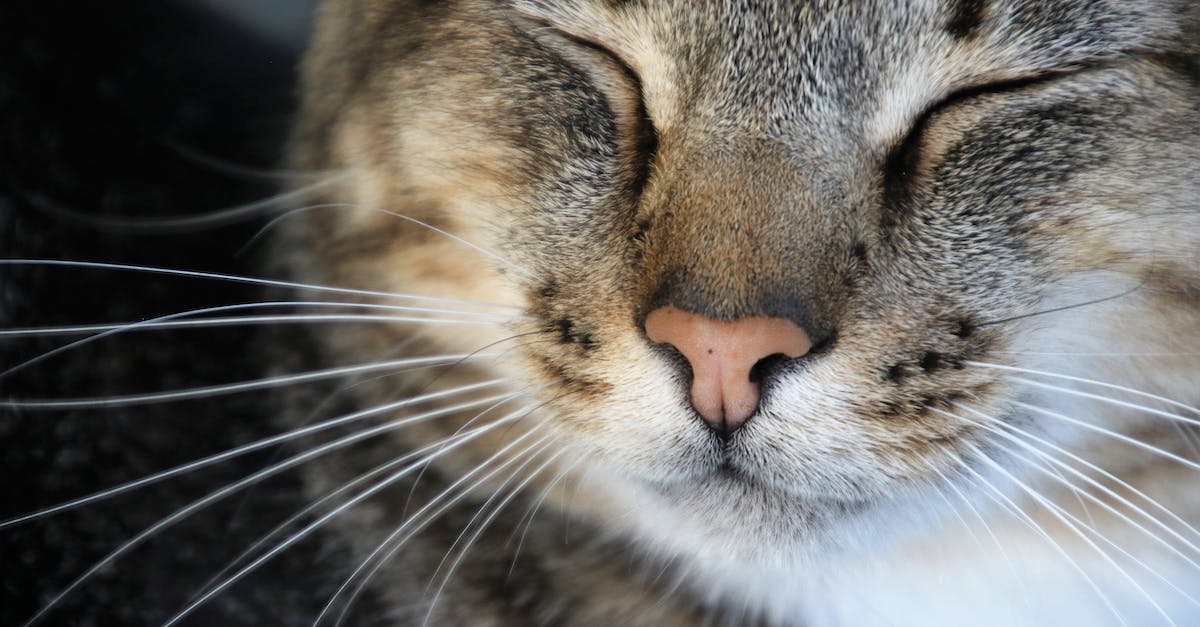 How do I prevent my head from drooping while trying to sleep on a plane? - Close-Up Photography of a Cat Sleeping How do I prevent my head from drooping while trying to sleep on a plane? - Close-Up Photography of a Cat Sleeping