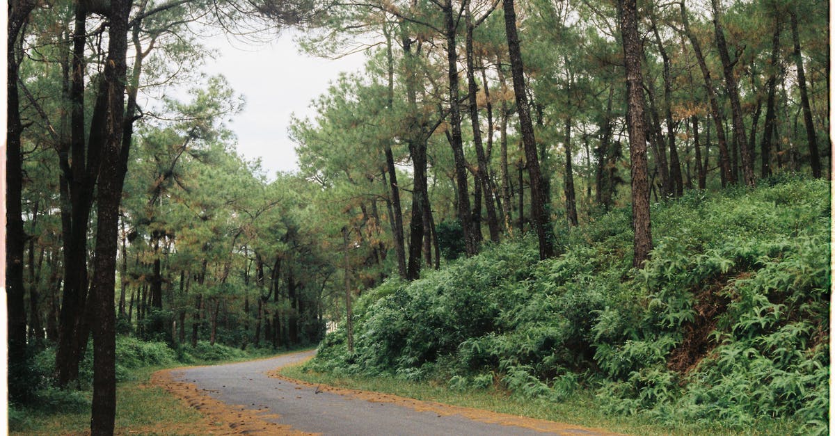 How does the weather compare between Bali and Vietnam in April? - Photography of Road Between Forest How does the weather compare between Bali and Vietnam in April? - Photography of Road Between Forest