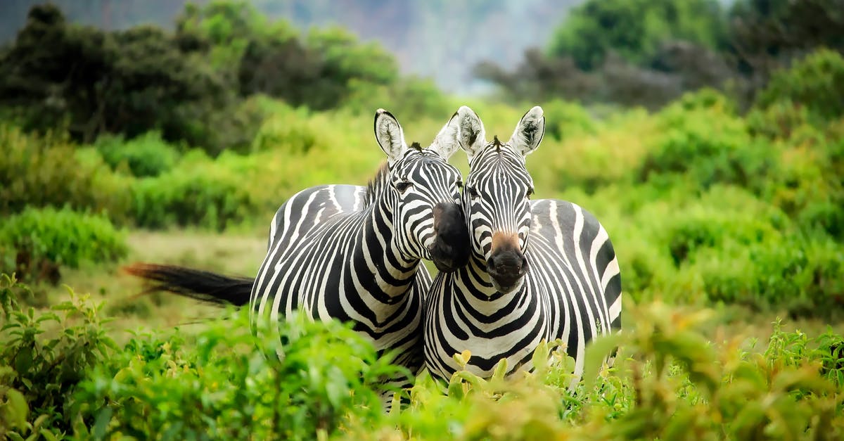 How early should I reserve Shinkansen tickets during April? - Zebras on Zebra How early should I reserve Shinkansen tickets during April? - Zebras on Zebra