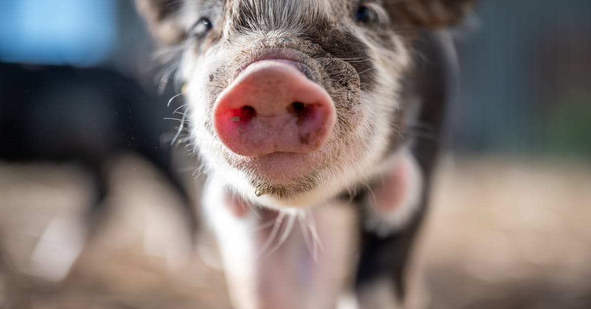 How exactly 14 days of mandatory quarantine after visiting "red zone" country look like? - Cute mini pig on farmland How exactly 14 days of mandatory quarantine after visiting "red zone" country look like? - Cute mini pig on farmland