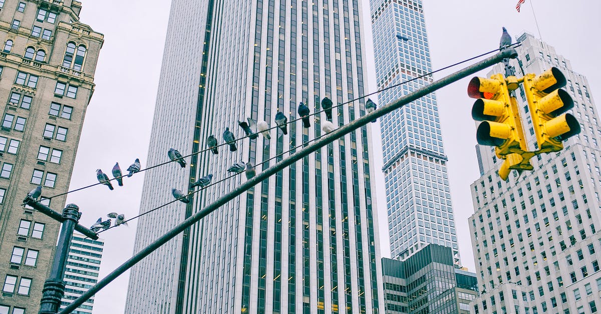 How is the traffic between Michigan and Pigeon Forge, Tennessee in mid-August? [closed] - Low angle of traffic lights with pigeons sitting on wire against modern multistage building exteriors in town