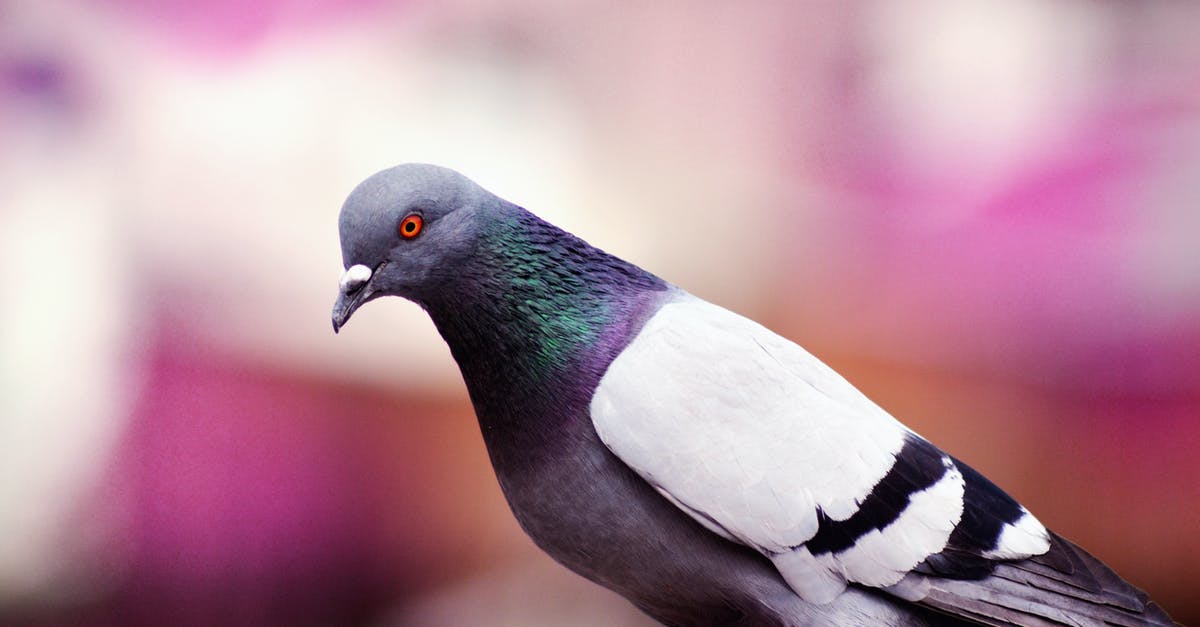 How is the traffic between Michigan and Pigeon Forge, Tennessee in mid-August? [closed] - Gray and White Pigeon