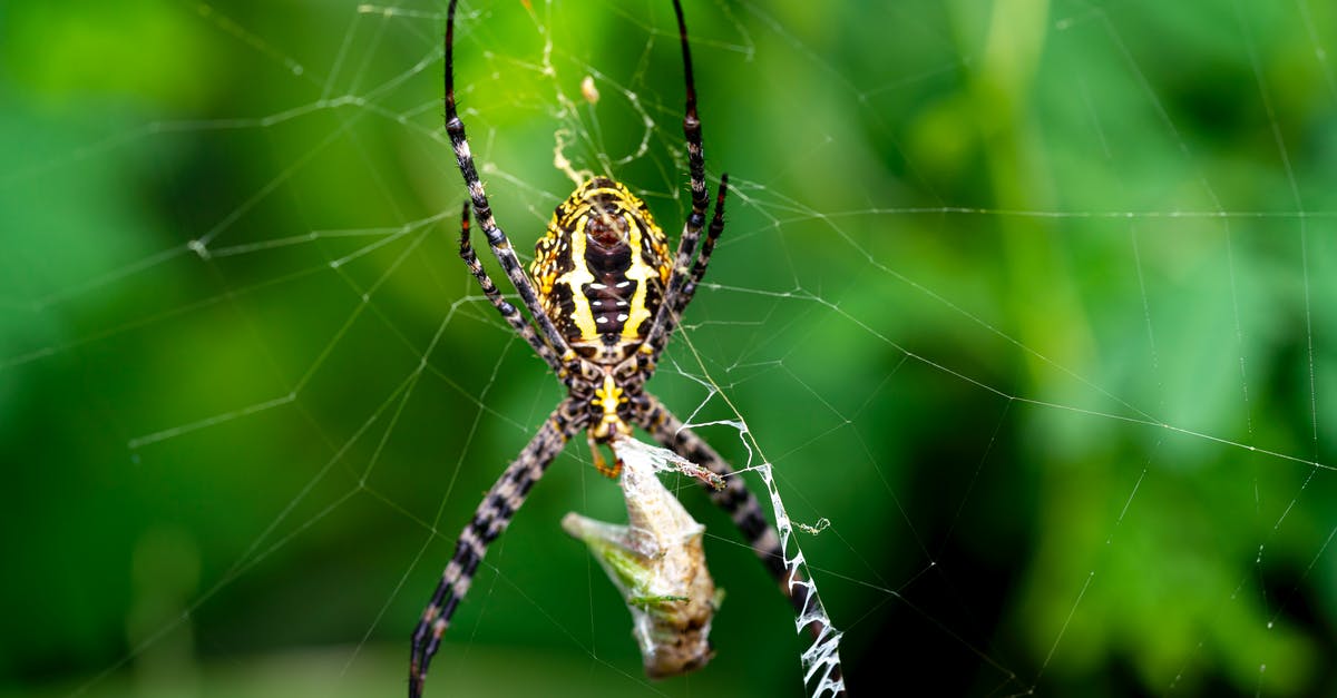 How long can a US green card holder spend outside the US? [closed] - Banded garden spider on web wrapping prey in cocoon