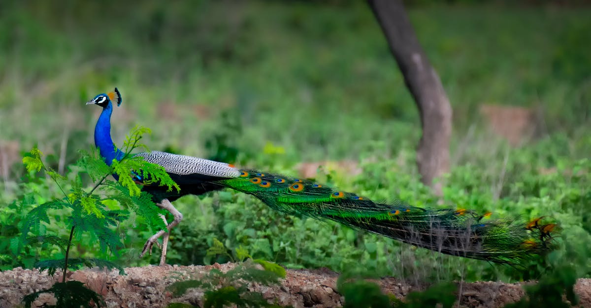 How long can I park in the blue zone in Switzerland? - Wild peacock with long colorful tail and blue neck walking among verdant herb in park How long can I park in the blue zone in Switzerland? - Wild peacock with long colorful tail and blue neck walking among verdant herb in park