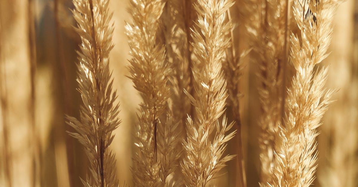 How long do I need to be in my country for a B2 visa? - Cereal grass growing in field in countryside How long do I need to be in my country for a B2 visa? - Cereal grass growing in field in countryside