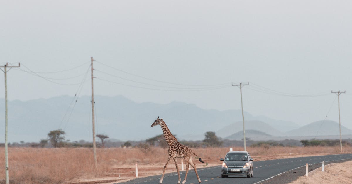 How long is a typical CouchSurfing stay? - Giraffe on Road How long is a typical CouchSurfing stay? - Giraffe on Road