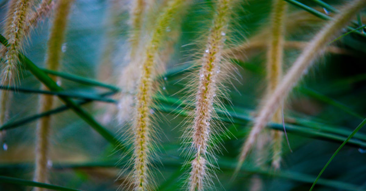 How long it takes for the German embassy to remove my details from Database after I drop a mail to rk-info@banga.diplo.de [closed] - Closeup of plant with long spikes and thin green stems covered with dew growing in field