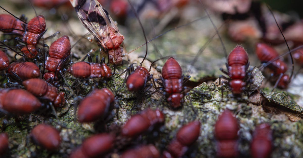 How long to get from Covent Garden to Heathrow? - Termites eating died butterfly in zoological garden How long to get from Covent Garden to Heathrow? - Termites eating died butterfly in zoological garden