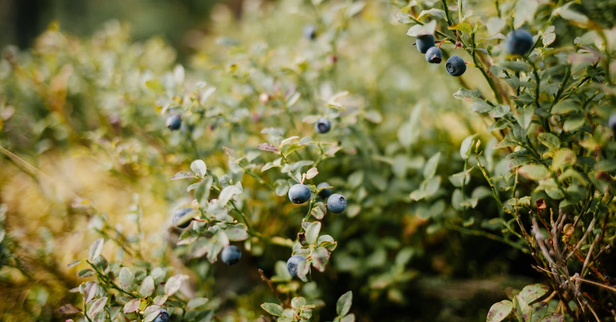 How many 90 day periods in 2 years [duplicate] - Blueberries growing on fresh green bush