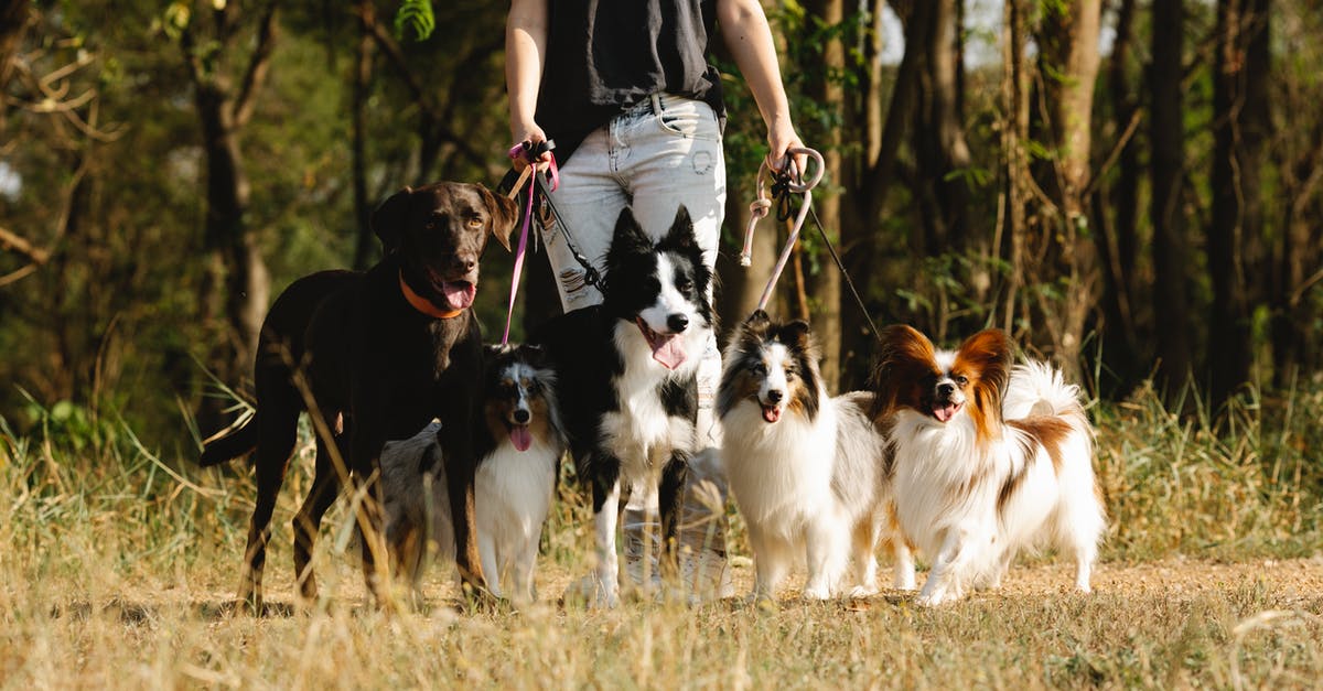 How many airports around the world have border control for incoming domestic flights? [closed] - Faceless woman with group of dogs