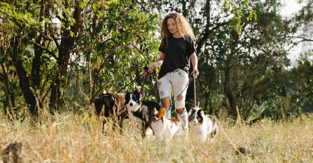How many airports around the world have border control for incoming domestic flights? [closed] - Woman with dogs walking on grassy terrain