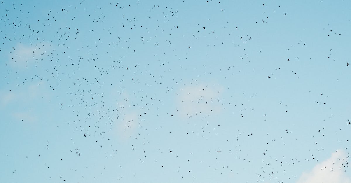 How many laptops can I take from India to UK in flight? - Flock of birds flying in blue sky How many laptops can I take from India to UK in flight? - Flock of birds flying in blue sky