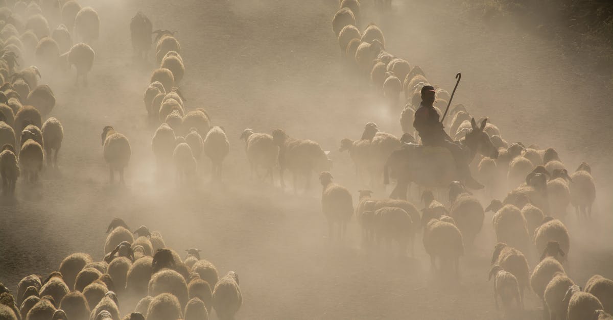How many people are refused entry by the CBP? - Photo of Herd of Sheep How many people are refused entry by the CBP? - Photo of Herd of Sheep