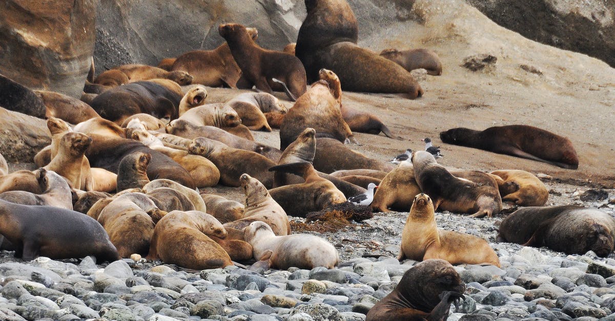 How many times do i have to be vaccinated to be able to travel to Austria? - Sea Lions Lot How many times do i have to be vaccinated to be able to travel to Austria? - Sea Lions Lot
