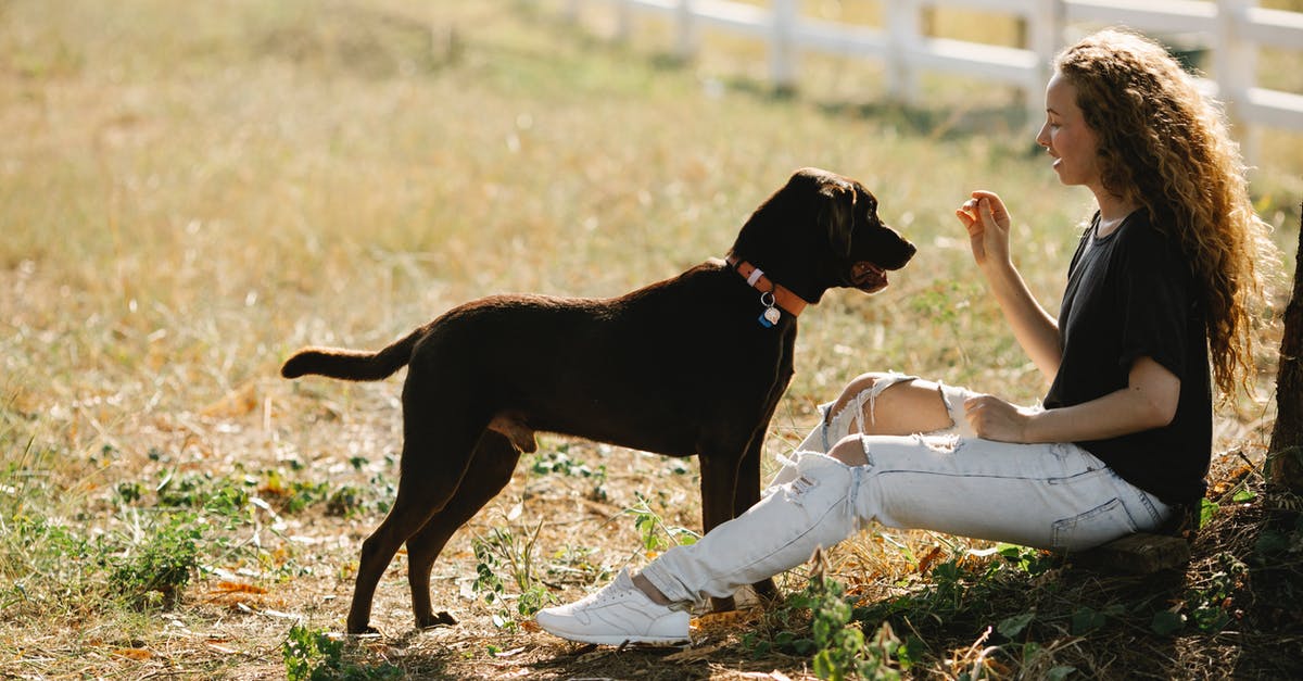 How much country-side can I see by train [Prague-Kutna Hora]? - Full body side view of young female owner training Labrador Retriever with collar while sitting on grassy ground in countryside