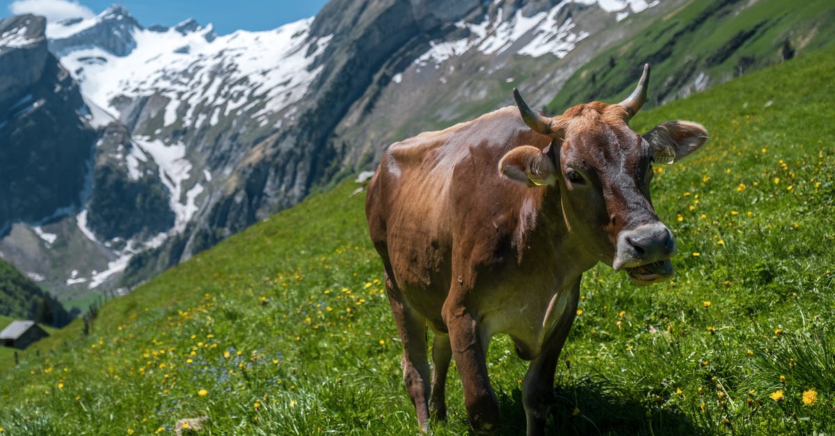 How punctual are Swiss trains? - Brown Cow on Green Grass Field How punctual are Swiss trains? - Brown Cow on Green Grass Field