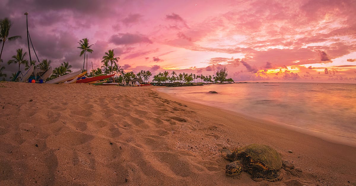 How safe are vacation rentals by owners in Hawaii (Big Island)? - Green Palm Tree on Brown Sand Near Body of Water during Sunset How safe are vacation rentals by owners in Hawaii (Big Island)? - Green Palm Tree on Brown Sand Near Body of Water during Sunset