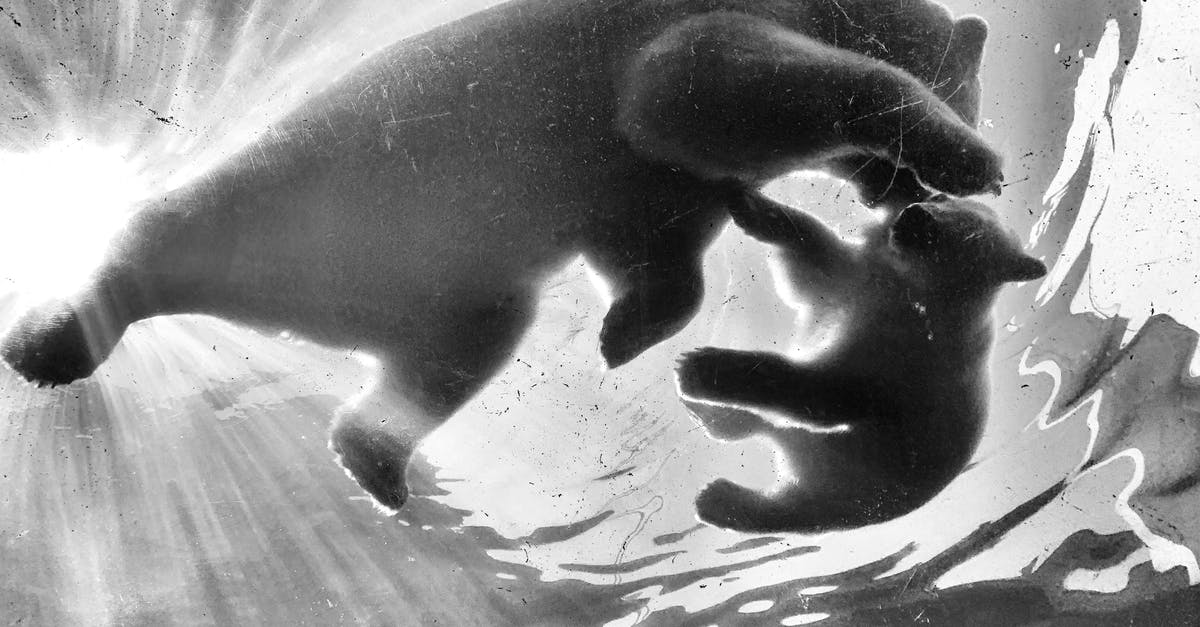 How to avoid polar bear in Antarctica? [closed] - Silhouette of Person in Water