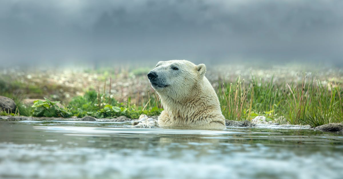 How to avoid polar bear in Antarctica? [closed] - Close-Up Shot of a Polar Bear Swimming in Body of Water