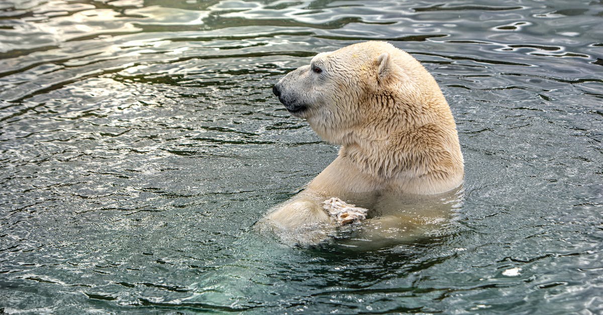 How to avoid polar bear in Antarctica? [closed] - Close-Up Shot of a Polar Bear Swimming in Body of Water
