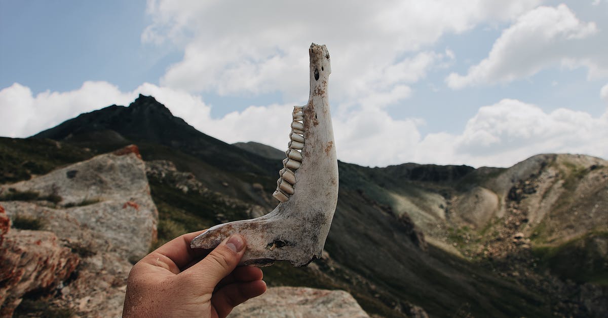 How to find out the remaining value on a Charlie Ticket? - Person Holding Up A Jaw Bone With Teeth Remains Of An Animal How to find out the remaining value on a Charlie Ticket? - Person Holding Up A Jaw Bone With Teeth Remains Of An Animal