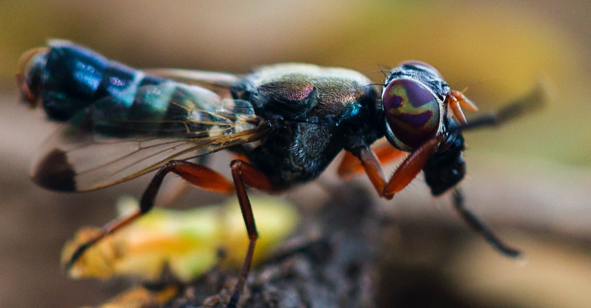 How to fly to Jamaica not through US or Canada [closed] - Black and Yellow Fly on Brown Wood