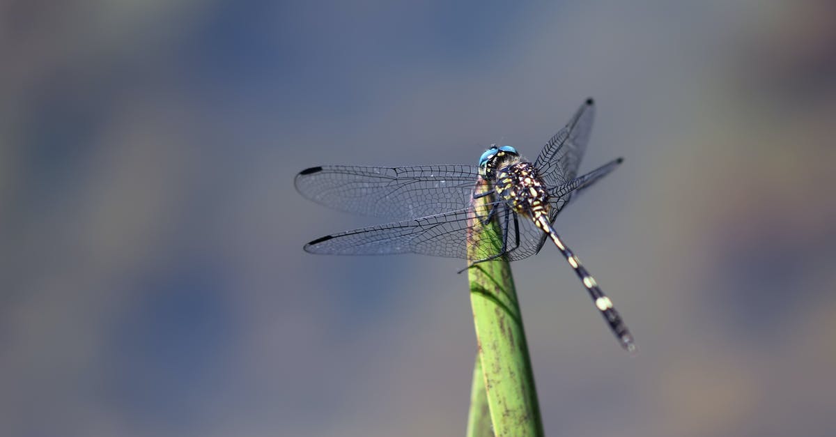 How to fly with a spider - Blue and Black Damselfly on Green Leaf How to fly with a spider - Blue and Black Damselfly on Green Leaf